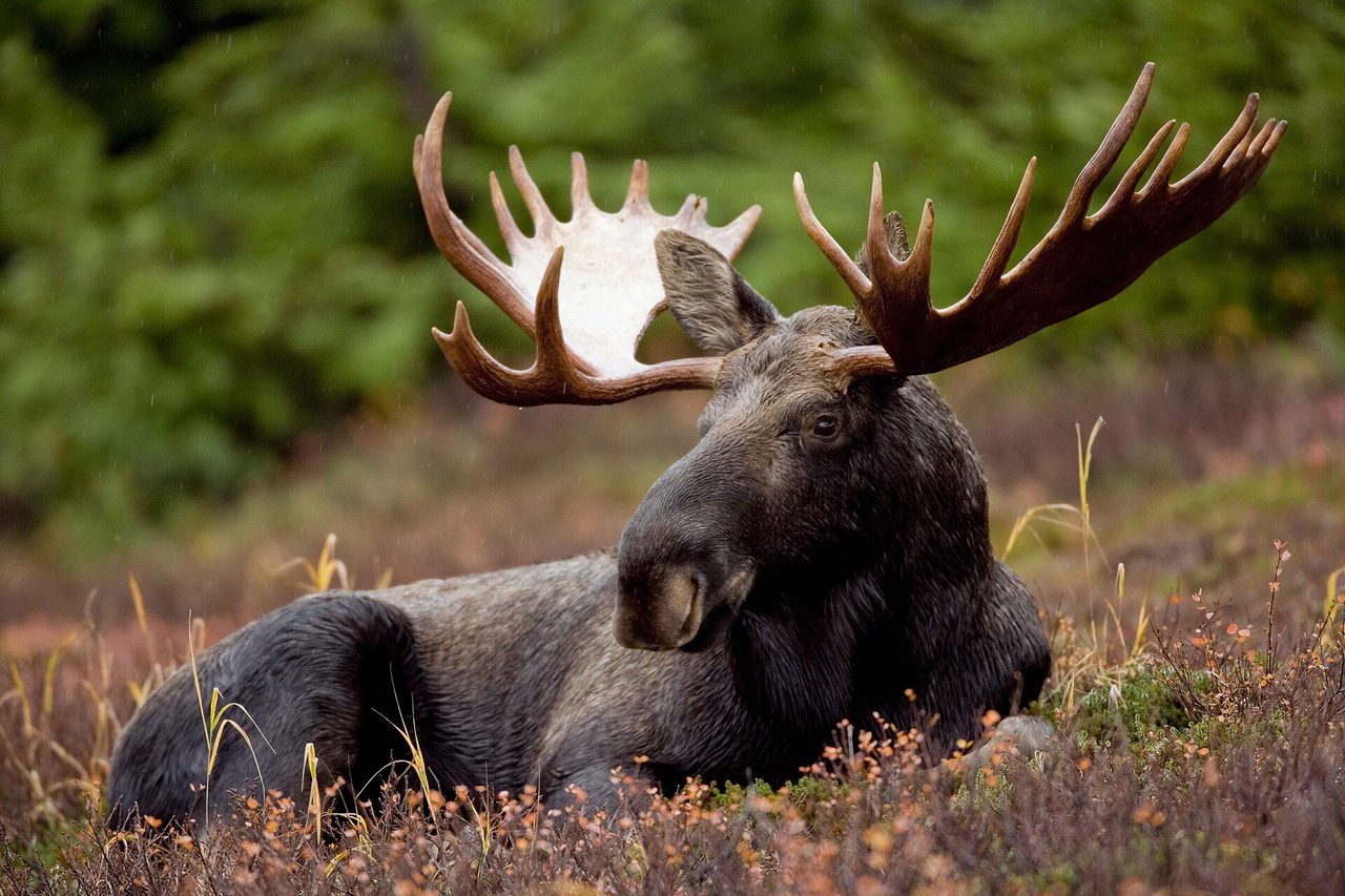 A bull moose standing in a meadow, photographed at close range