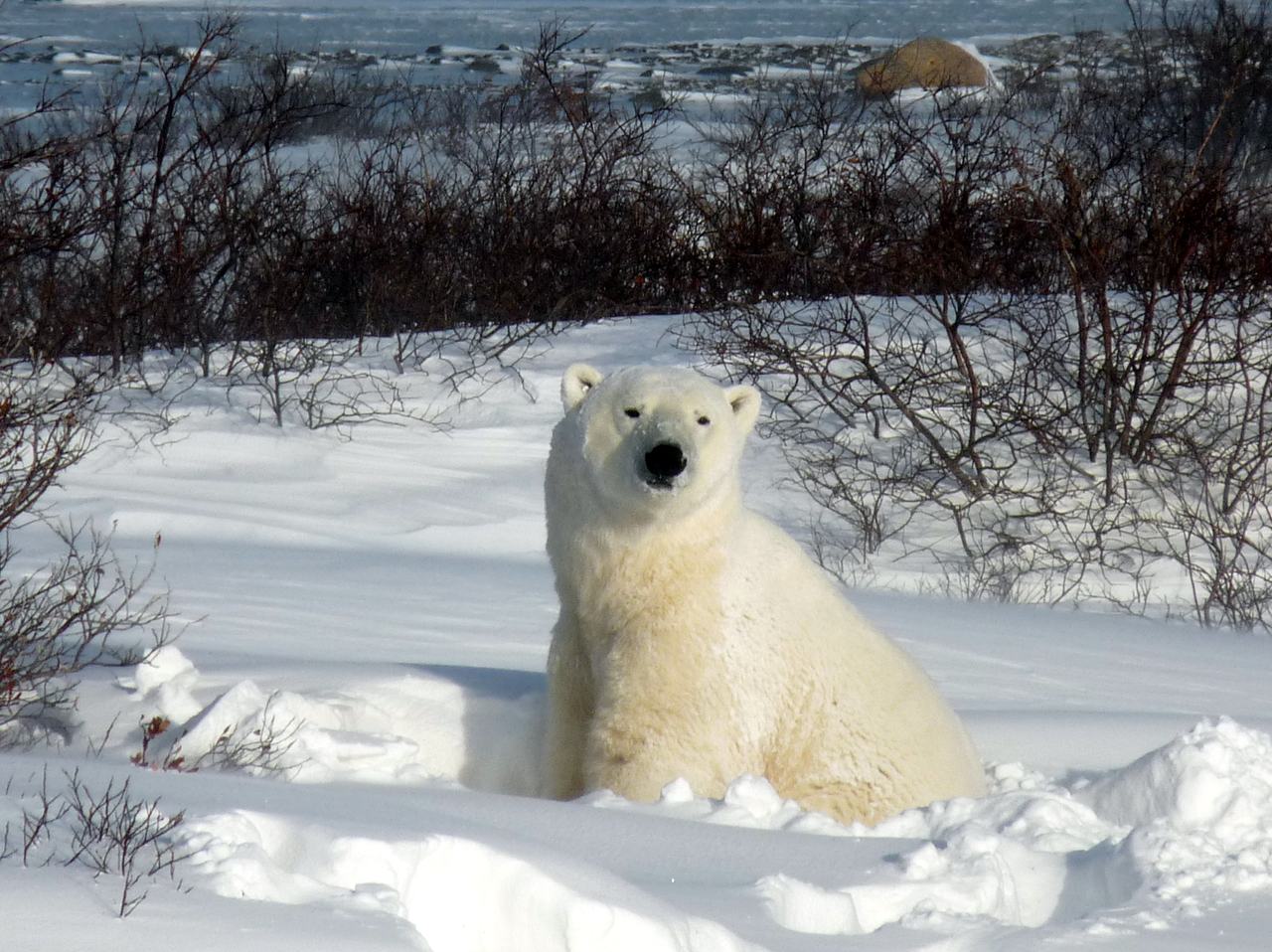 A polar bear walking across snow near Churchill, Manitoba