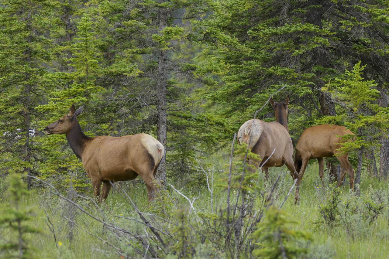 A Rocky Mountain elk standing in Jasper National Park