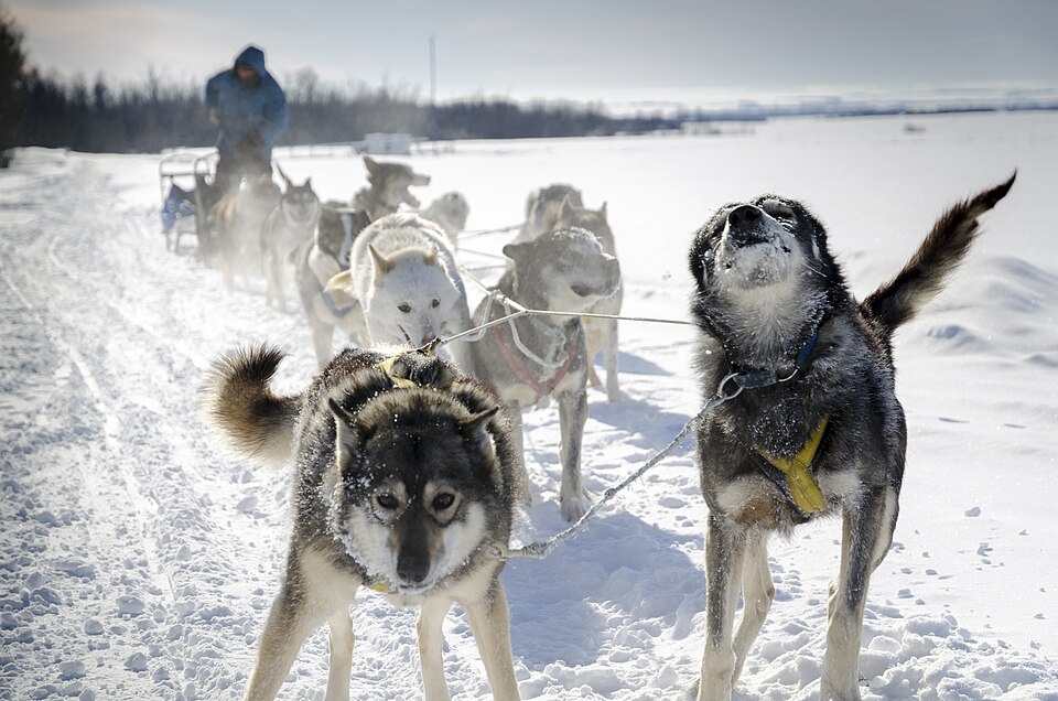 A dog sled team running through deep snow in the Alberta Rockies