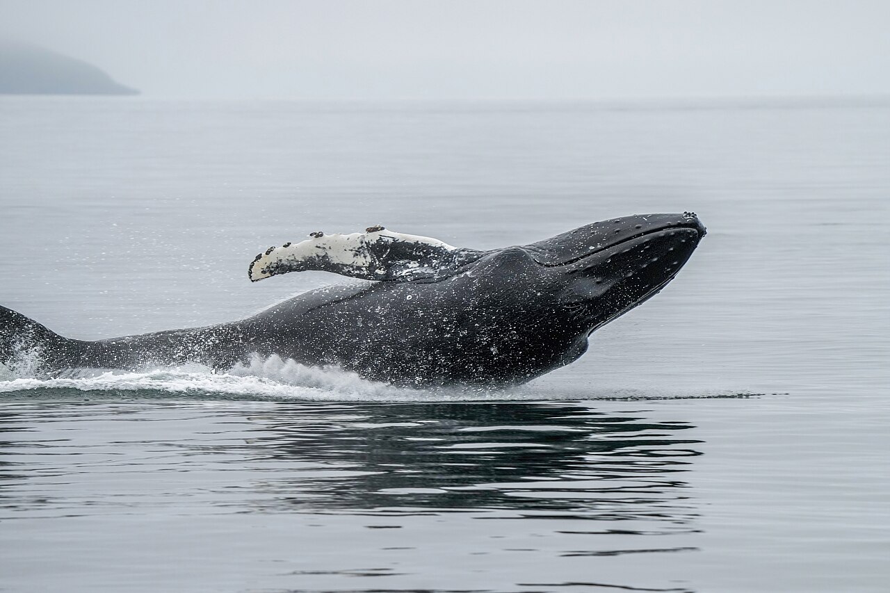 A humpback whale breaching out of the ocean