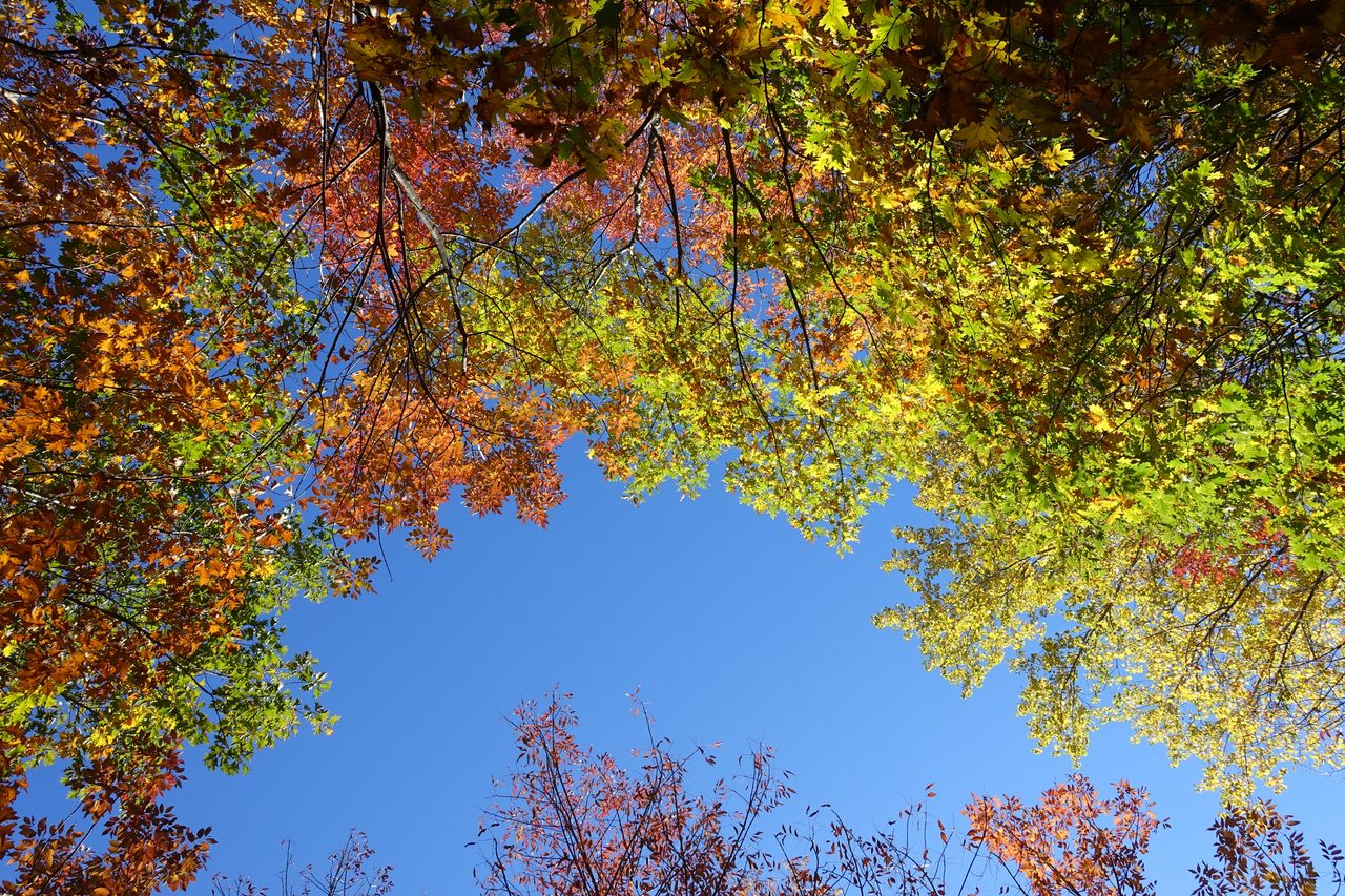 Looking up through a canopy of red, orange and gold autumn leaves on Mount Royal against a clear blue sky