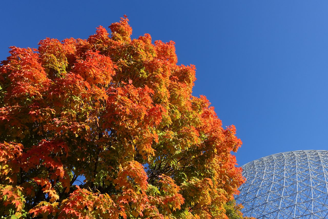 Brilliant red autumn maple leaves framing the geodesic dome of the Biosphère at Parc Jean-Drapeau