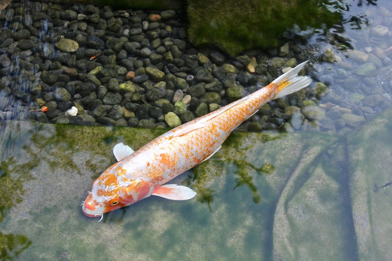 Koi fish swimming in the pond of the Japanese Garden at the Montreal Botanical Garden