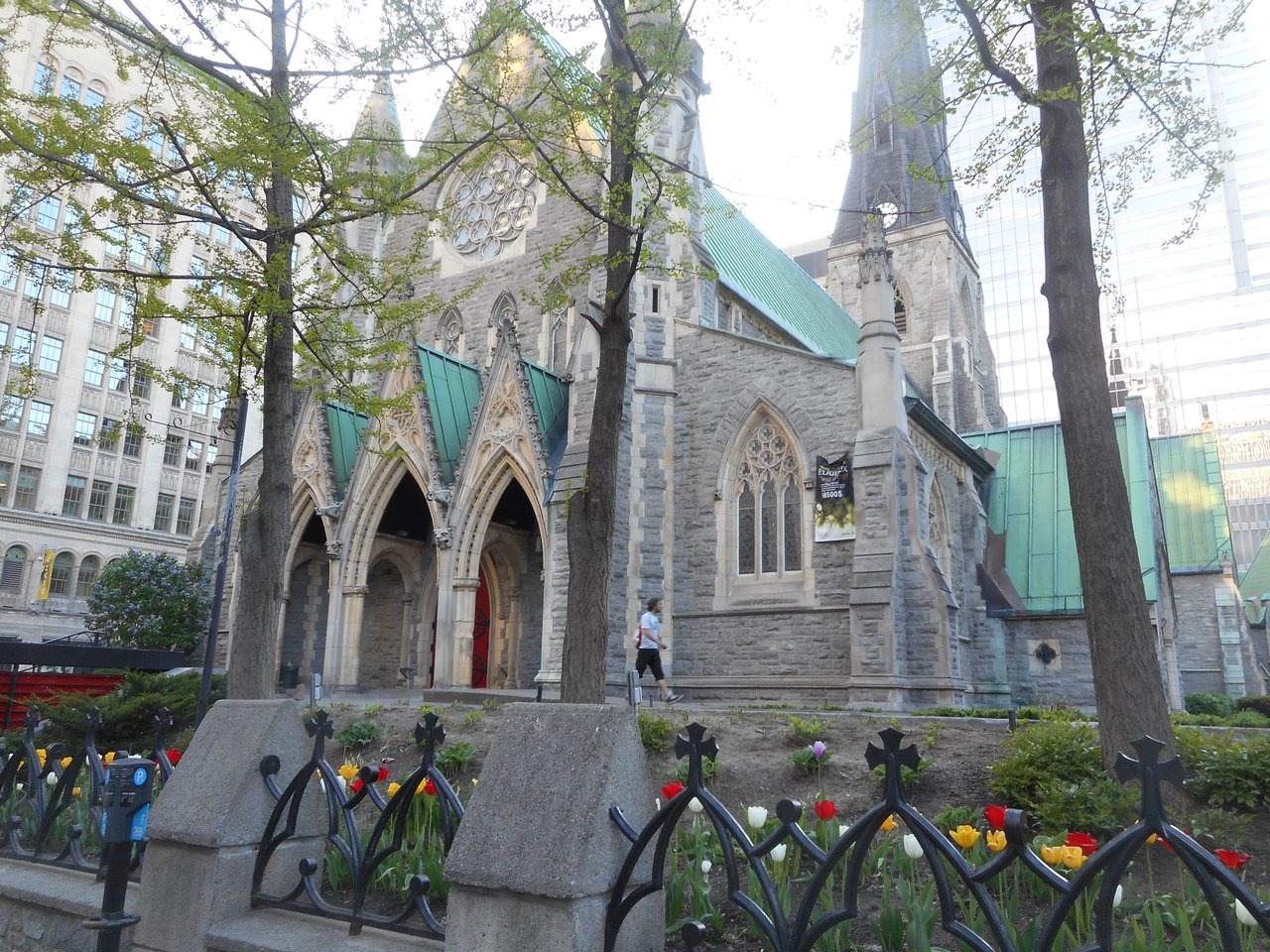 Tulips blooming in front of Christ Church Cathedral in downtown Montreal