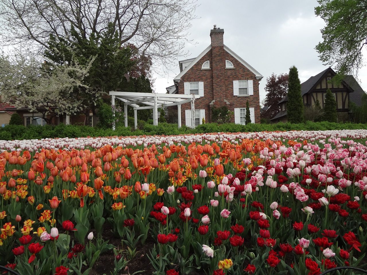 Rows of red, orange, pink and white tulips in full bloom at Commissioners Park during the Canadian Tulip Festival