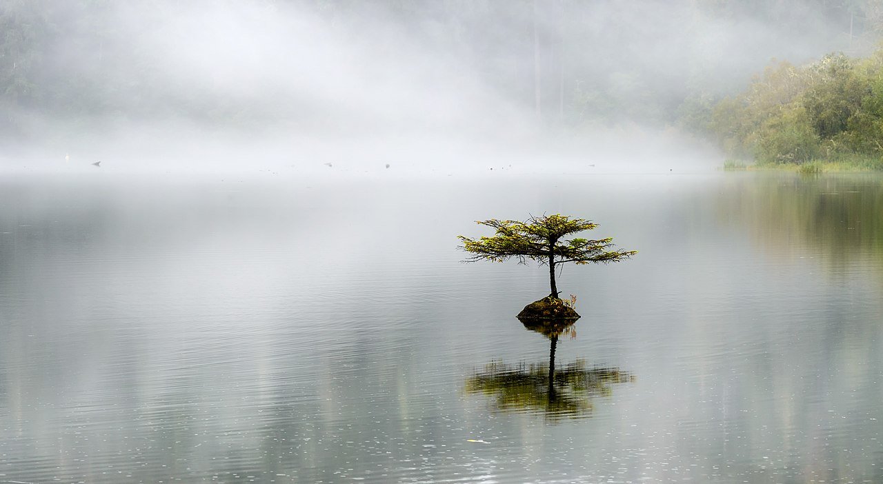 A lone tree on Fairy Lake in Huntsville, in the heart of Muskoka