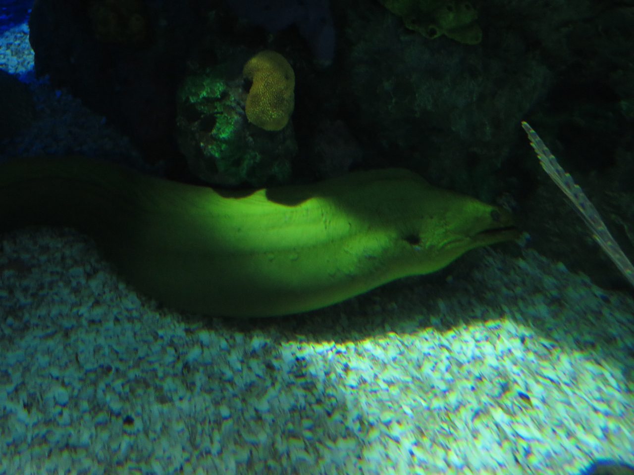 A green moray eel resting on the sandy floor of a coral tank at Ripley's Aquarium of Canada