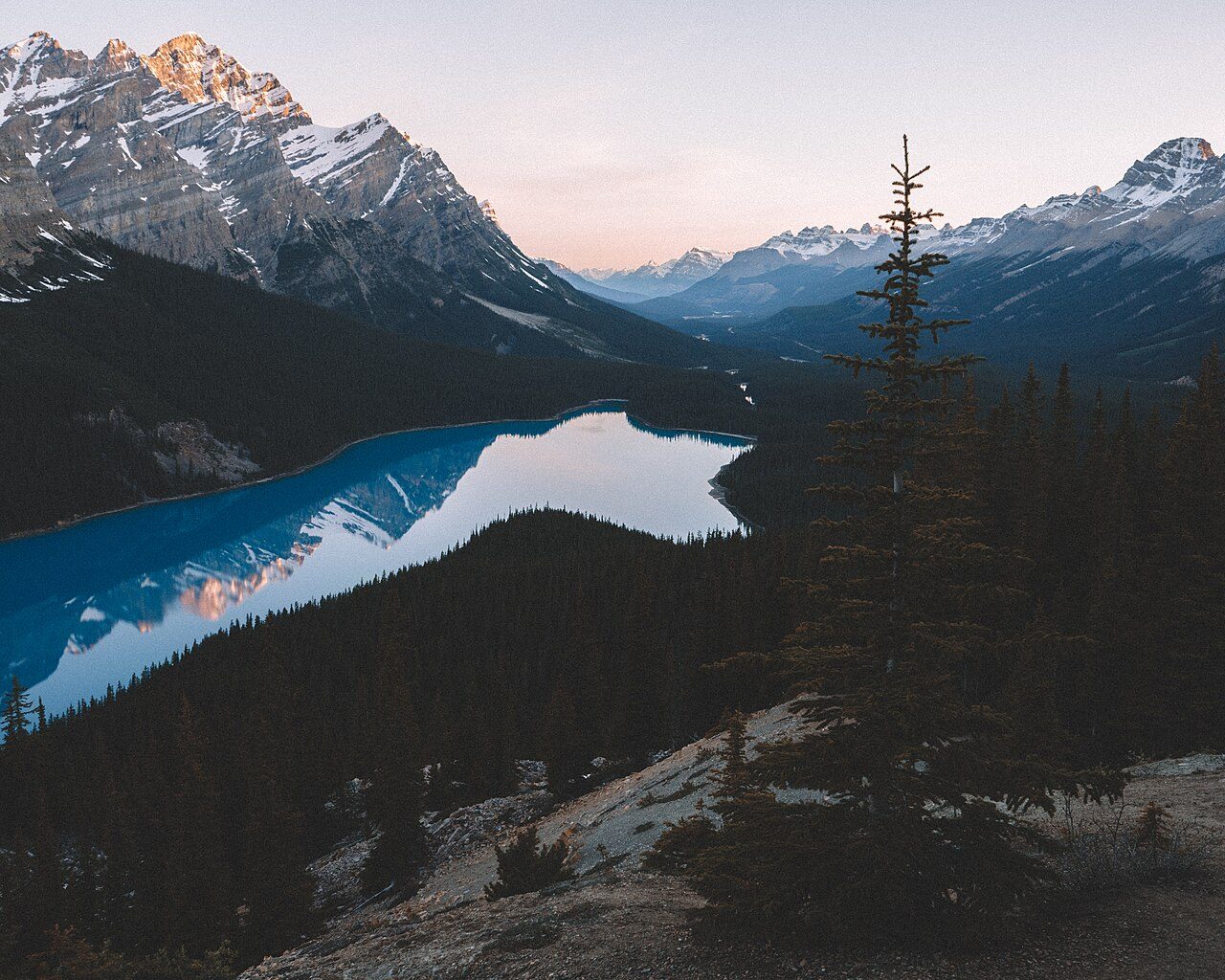 The wolf-head shape of Peyto Lake seen from Bow Summit along the Icefields Parkway