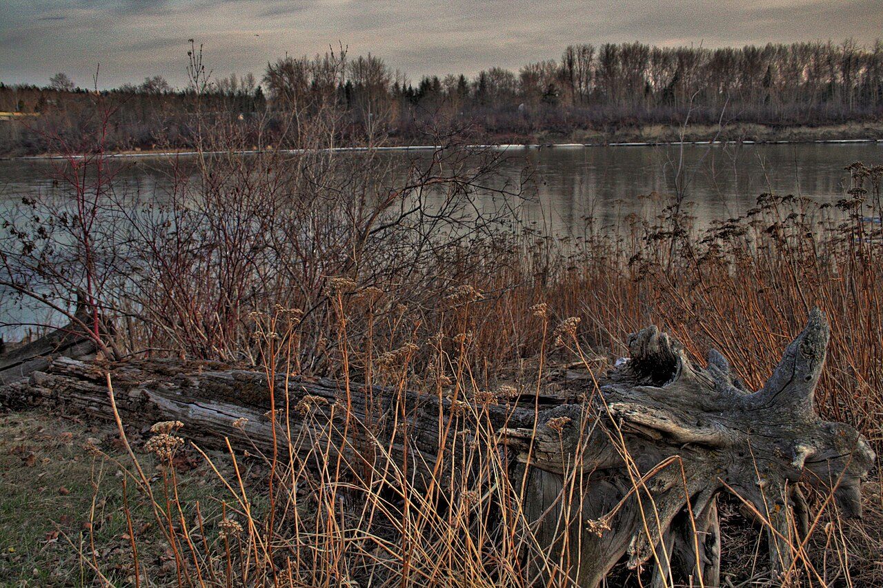 Driftwood along the North Saskatchewan River in Edmonton's river valley in late autumn