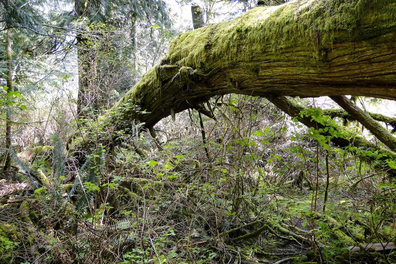 Towering old-growth Douglas firs in Cathedral Grove on Vancouver Island