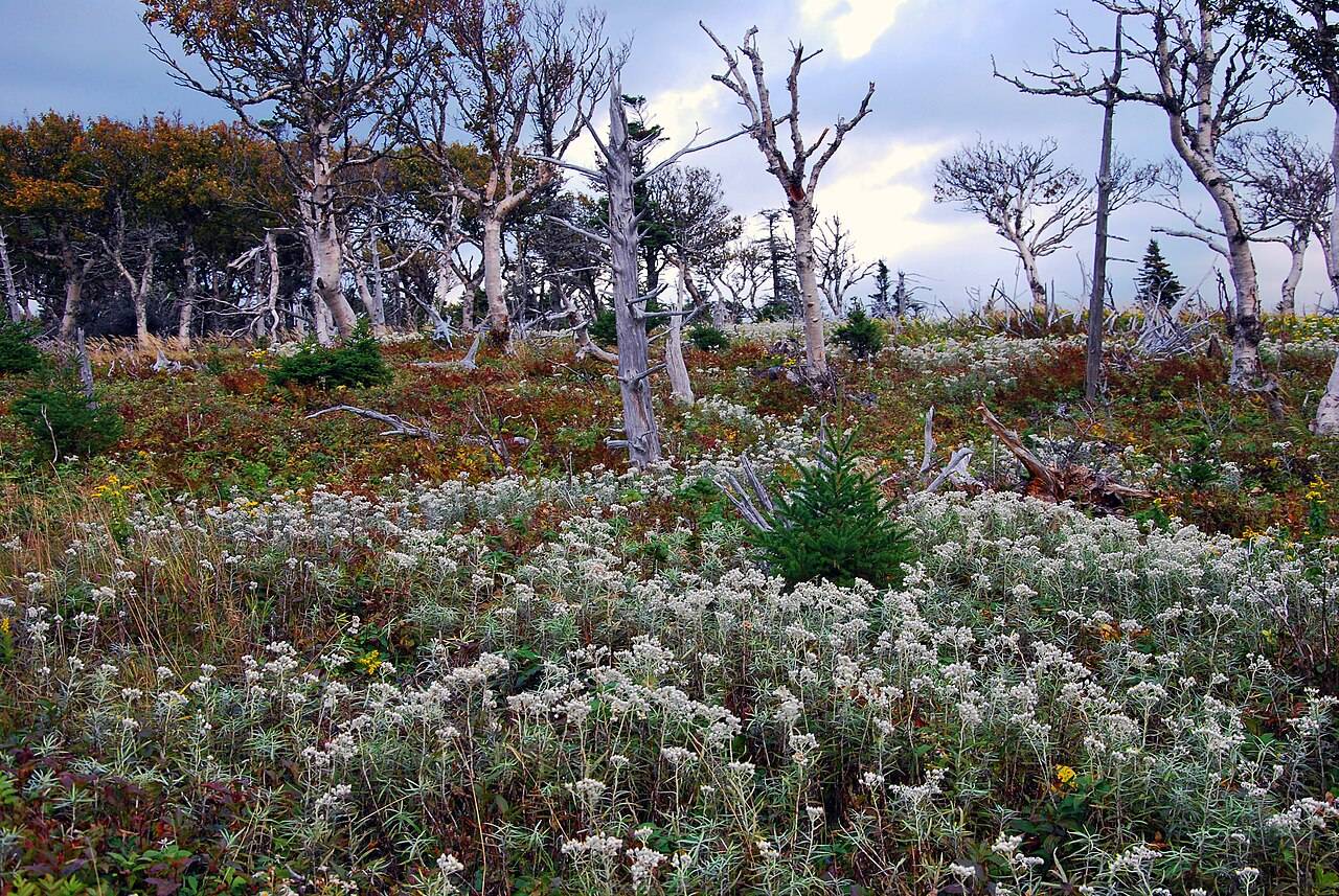 Windswept highland meadow with dead white birch trees on the Skyline Trail in Cape Breton Highlands National Park