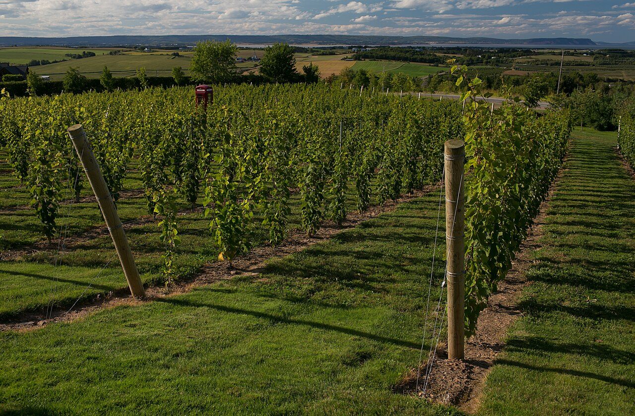 Rows of grapevines at Luckett Vineyards in the Gaspereau Valley, Annapolis Valley, Nova Scotia