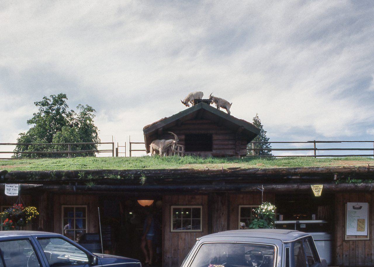 Goats grazing on the grass-covered roof of the Old Country Market in Coombs, BC