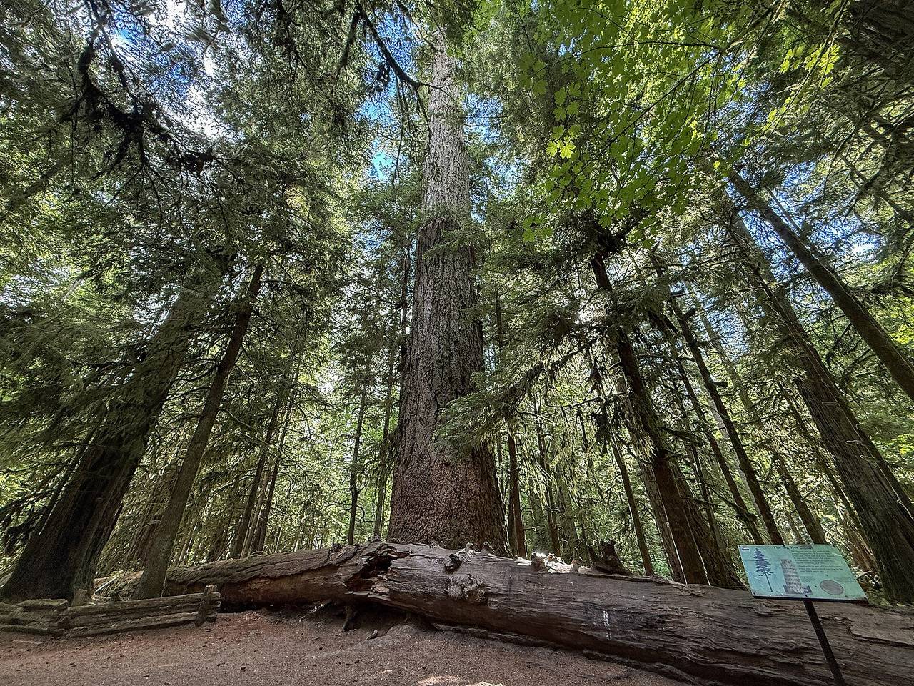 Towering old-growth trees in Cathedral Grove, MacMillan Provincial Park