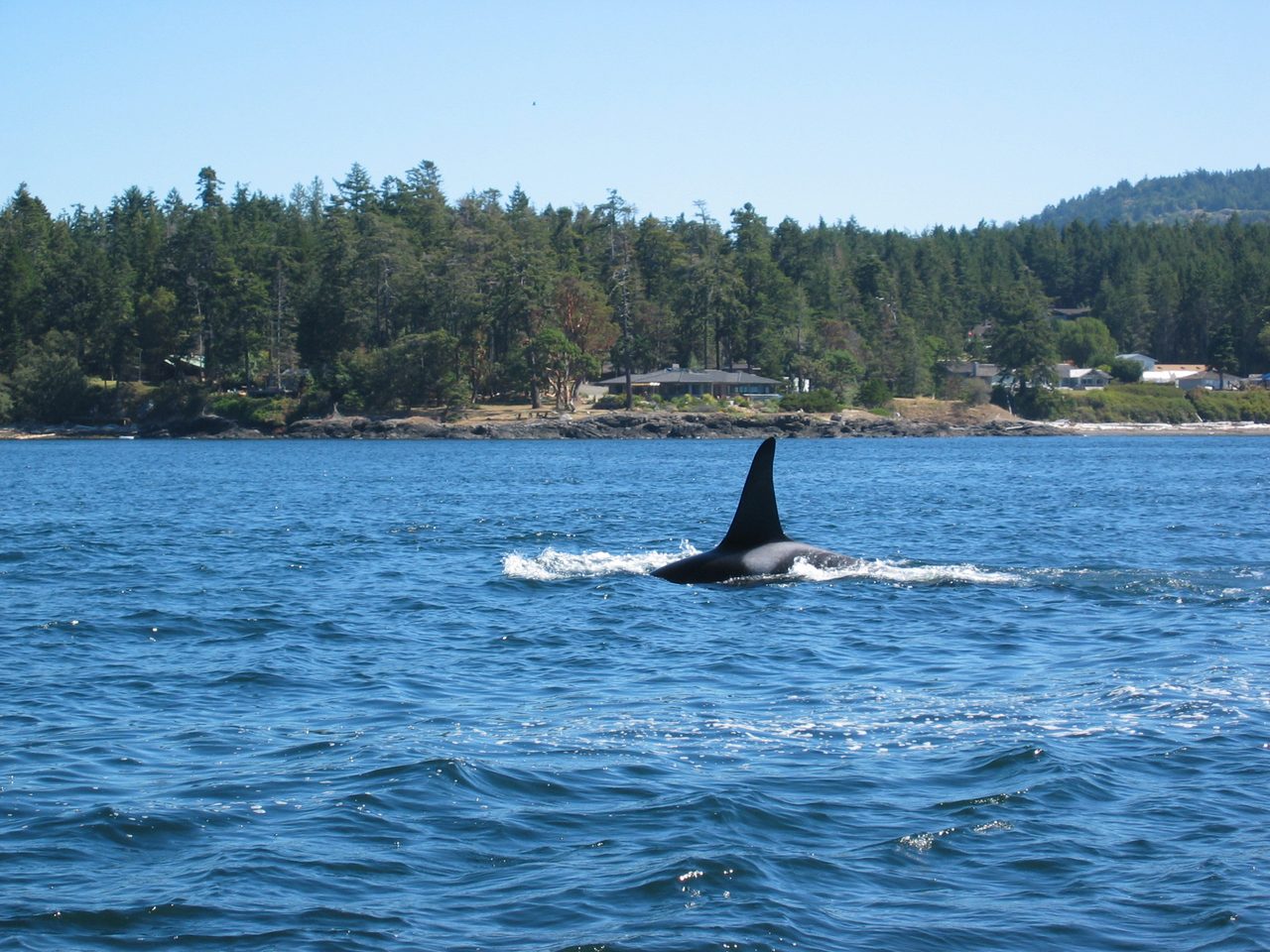 An orca surfacing in the Salish Sea near Victoria BC on a whale watching tour